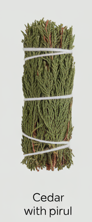 CEDAR WITH PIRUL