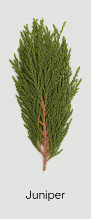 JUNIPER